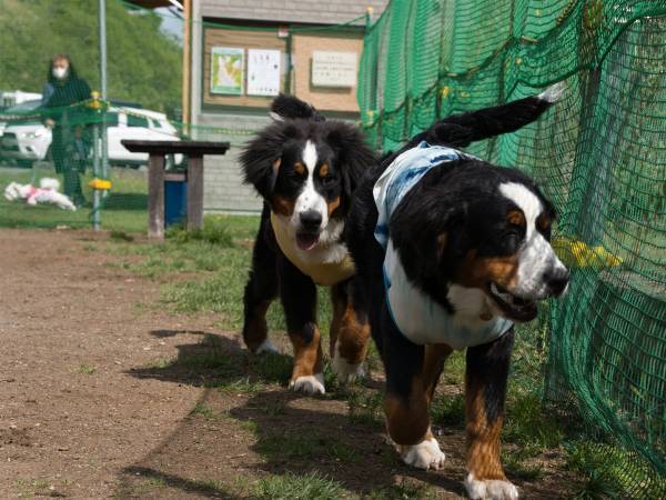 「看板にも書いてあるのに、なんで入ってくるの？」　ドッグランでの『迷惑行為』に苦言
