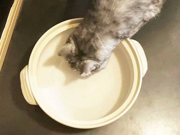 初の『猫鍋』にチャレンジ！　愛猫が見せた、元野良猫だからこその『反応』とは？