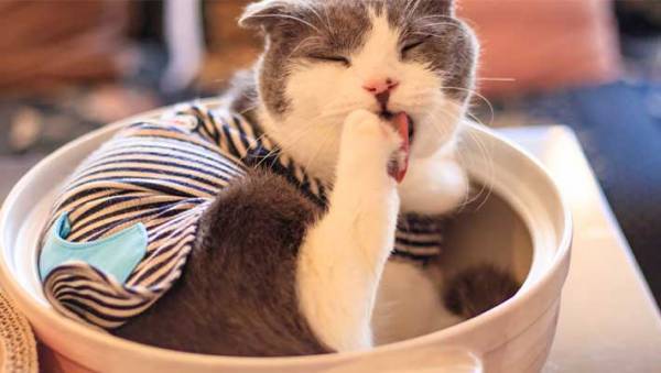 初の『猫鍋』にチャレンジ！　愛猫が見せた、元野良猫だからこその『反応』とは？