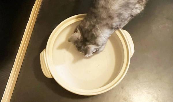 初の『猫鍋』にチャレンジ！　愛猫が見せた、元野良猫だからこその『反応』とは？