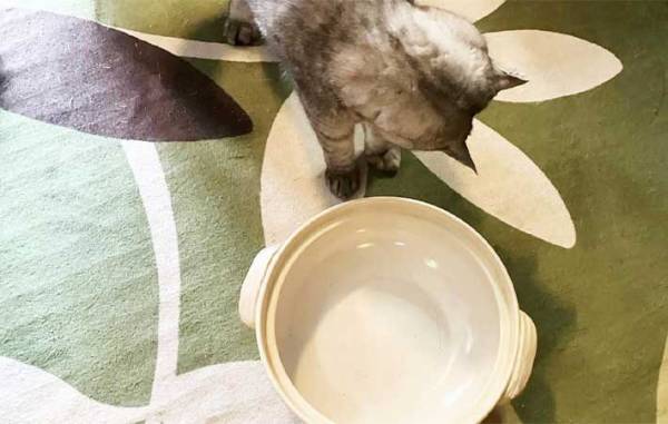 初の『猫鍋』にチャレンジ！　愛猫が見せた、元野良猫だからこその『反応』とは？