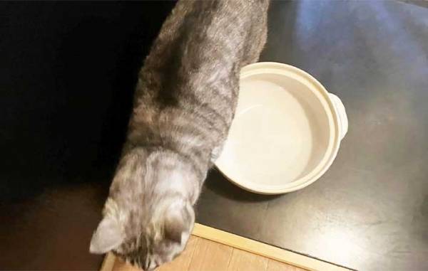 初の『猫鍋』にチャレンジ！　愛猫が見せた、元野良猫だからこその『反応』とは？