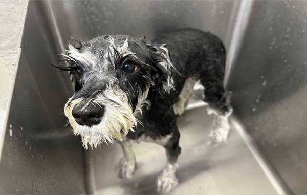 花見ではしゃいで泥まみれになった犬　『あるコツ』を押さえて、洗ってあげると…？