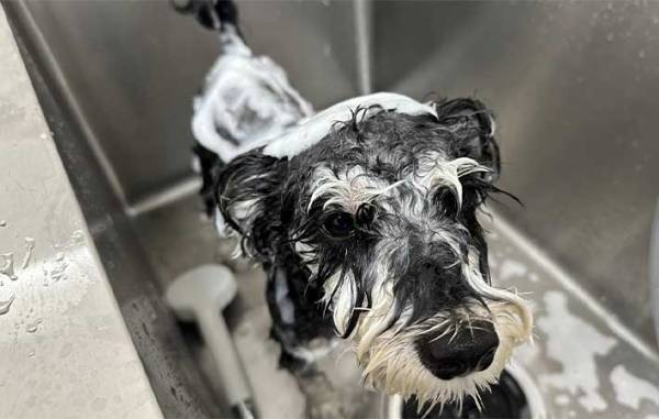 花見ではしゃいで泥まみれになった犬　『あるコツ』を押さえて、洗ってあげると…？