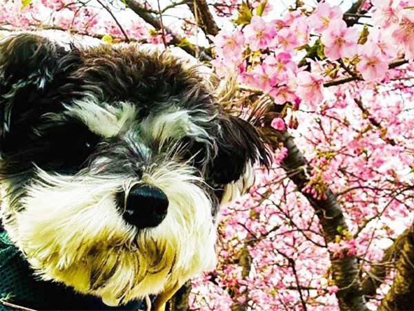 花見ではしゃいで泥まみれになった犬　『あるコツ』を押さえて、洗ってあげると…？