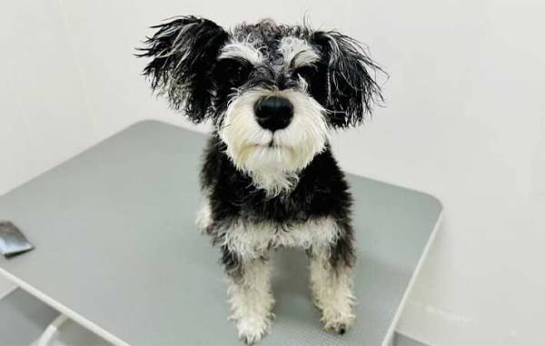 花見ではしゃいで泥まみれになった犬　『あるコツ』を押さえて、洗ってあげると…？