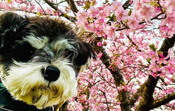 花見ではしゃいで泥まみれになった犬　『あるコツ』を押さえて、洗ってあげると…？