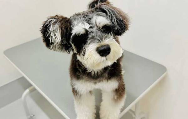 花見ではしゃいで泥まみれになった犬　『あるコツ』を押さえて、洗ってあげると…？