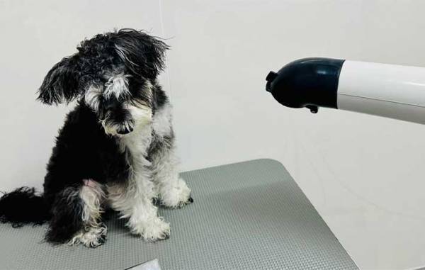 花見ではしゃいで泥まみれになった犬　『あるコツ』を押さえて、洗ってあげると…？