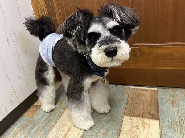 花見ではしゃいで泥まみれになった犬　『あるコツ』を押さえて、洗ってあげると…？