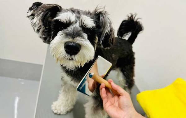 花見ではしゃいで泥まみれになった犬　『あるコツ』を押さえて、洗ってあげると…？