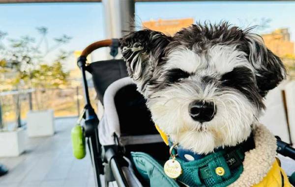 花見ではしゃいで泥まみれになった犬　『あるコツ』を押さえて、洗ってあげると…？