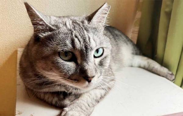 猫を壁に近付け、前脚で押しのければ『賢い』　期待に胸膨らませ、愛猫で試した結果に「なにそれ？」