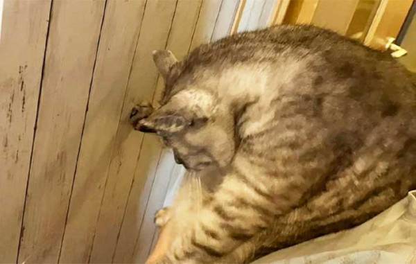 猫を壁に近付け、前脚で押しのければ『賢い』　期待に胸膨らませ、愛猫で試した結果に「なにそれ？」