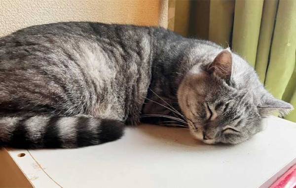 猫を壁に近付け、前脚で押しのければ『賢い』　期待に胸膨らませ、愛猫で試した結果に「なにそれ？」