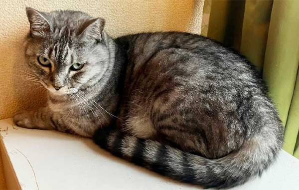 猫を壁に近付け、前脚で押しのければ『賢い』　期待に胸膨らませ、愛猫で試した結果に「なにそれ？」