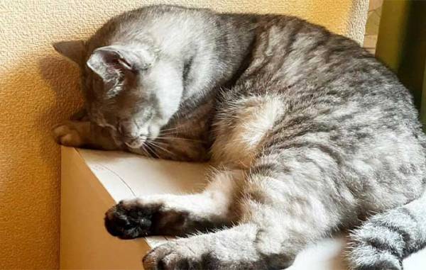 猫を壁に近付け、前脚で押しのければ『賢い』　期待に胸膨らませ、愛猫で試した結果に「なにそれ？」