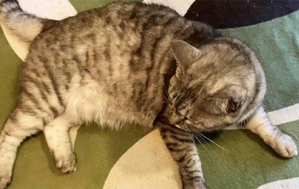 猫を壁に近付け、前脚で押しのければ『賢い』　期待に胸膨らませ、愛猫で試した結果に「なにそれ？」