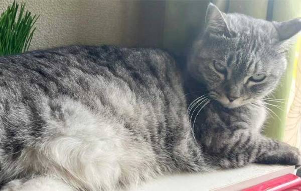 猫を壁に近付け、前脚で押しのければ『賢い』　期待に胸膨らませ、愛猫で試した結果に「なにそれ？」