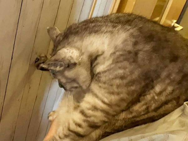 猫を壁に近付け、前脚で押しのければ『賢い』　期待に胸膨らませ、愛猫で試した結果に「なにそれ？」