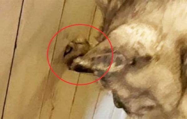 猫を壁に近付け、前脚で押しのければ『賢い』　期待に胸膨らませ、愛猫で試した結果に「なにそれ？」