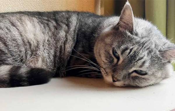 猫を壁に近付け、前脚で押しのければ『賢い』　期待に胸膨らませ、愛猫で試した結果に「なにそれ？」