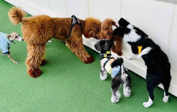 犬「なんで怒られたんだろう…」　飼い主「当たり前！」　ドッグランでの愛犬の行動が…？