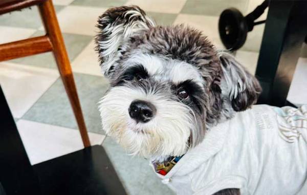 犬「なんで怒られたんだろう…」　飼い主「当たり前！」　ドッグランでの愛犬の行動が…？