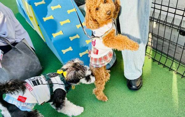 犬「なんで怒られたんだろう…」　飼い主「当たり前！」　ドッグランでの愛犬の行動が…？