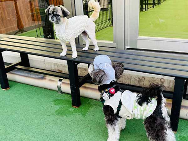 犬「なんで怒られたんだろう…」　飼い主「当たり前！」　ドッグランでの愛犬の行動が…？