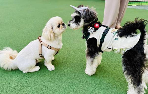 犬「なんで怒られたんだろう…」　飼い主「当たり前！」　ドッグランでの愛犬の行動が…？