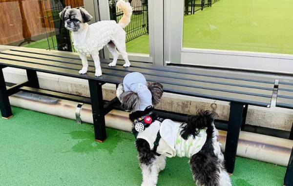 犬「なんで怒られたんだろう…」　飼い主「当たり前！」　ドッグランでの愛犬の行動が…？