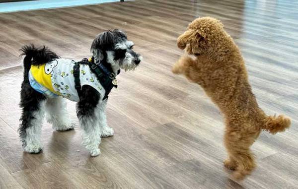 犬「なんで怒られたんだろう…」　飼い主「当たり前！」　ドッグランでの愛犬の行動が…？