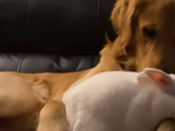 「マジかよ、犬がペット飼ってる」　優しくよしよしする動画が話題に