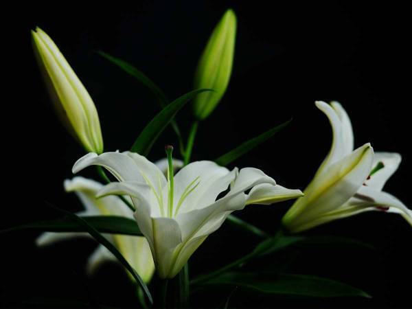 【訃報】LDH所属プロサーファーの小川直久さん５１歳、がんで亡くなる