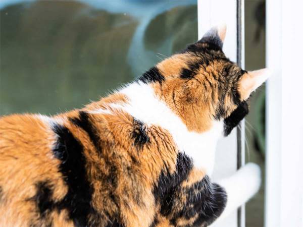 数か月間続いた『勝手にドアが開く現象』　ついに明らかになった理由とは？