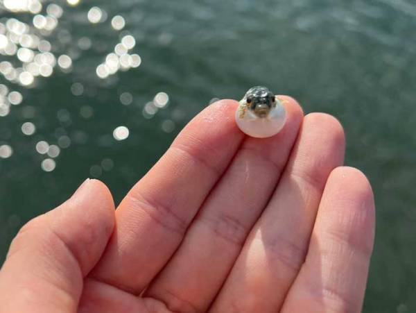 「可愛いから見て」　偶然釣れた『赤ちゃん』に胸キュン続出