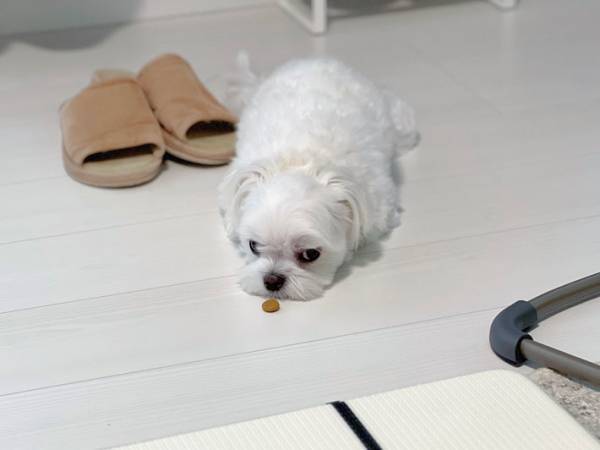 「誰も狙ってないから安心してほしい」　飼い主もつっこんだ、マルチーズの反応