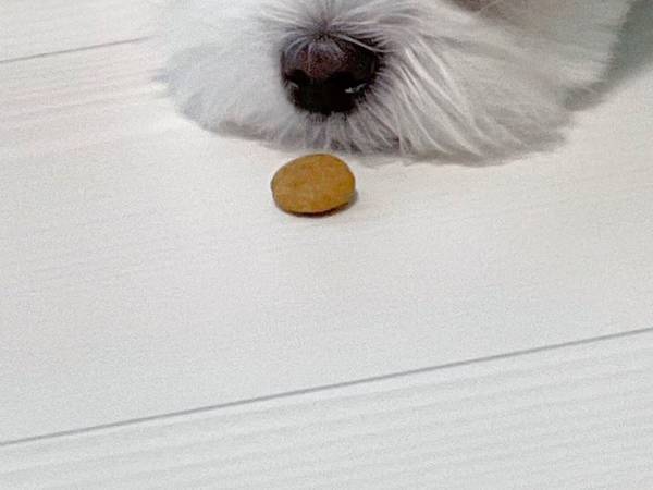 「誰も狙ってないから安心してほしい」　飼い主もつっこんだ、マルチーズの反応