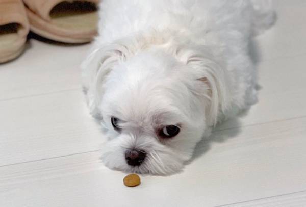 「誰も狙ってないから安心してほしい」　飼い主もつっこんだ、マルチーズの反応