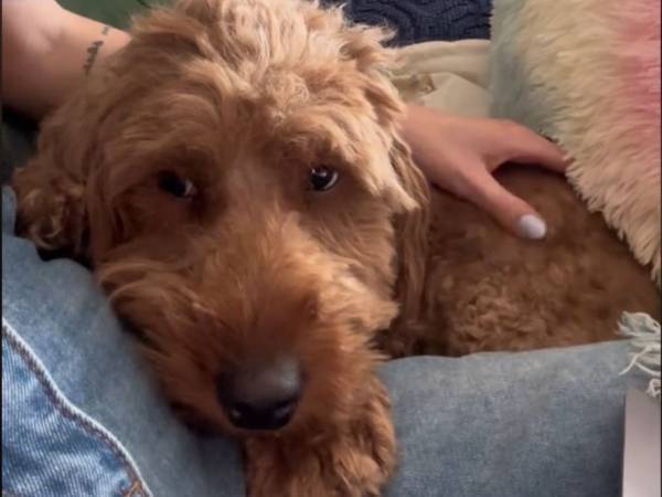 飼い主のヒザの上に乗る犬の動画に涙する人が続出　その悲しい理由とは…