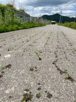 田植えに向かう夫　しかし、田んぼに向かうまでの道にはありえない『落とし物』が！