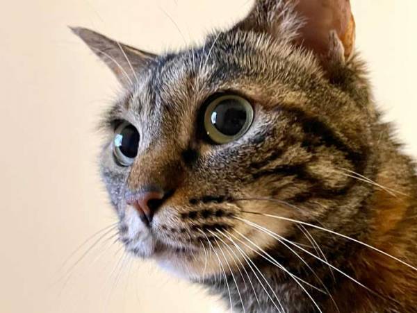 捨てる予定の粗大ゴミに添えられたメッセージが、「優しい想像力」と話題