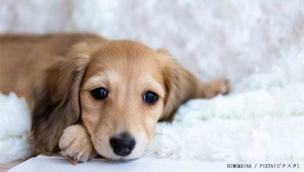 もうここまで分かっている！　研究者が教える『犬が考えていること』に目からウロコ