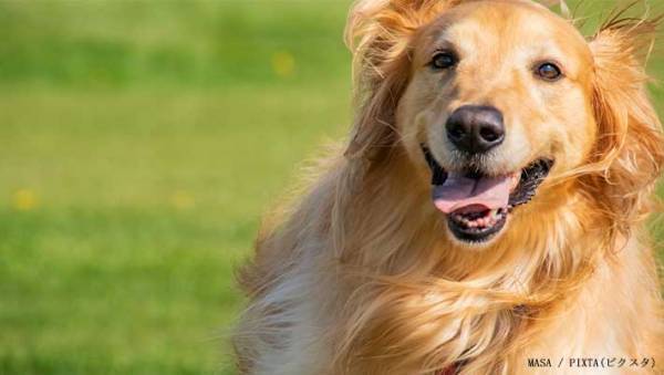 もうここまで分かっている！　研究者が教える『犬が考えていること』に目からウロコ