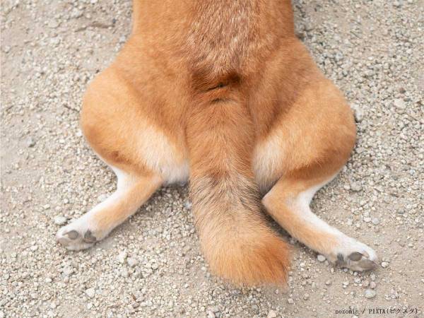 もうここまで分かっている！　研究者が教える『犬が考えていること』に目からウロコ