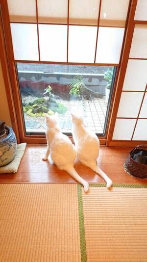 窓から外をのぞく白猫　隣は…鏡に映った姿？