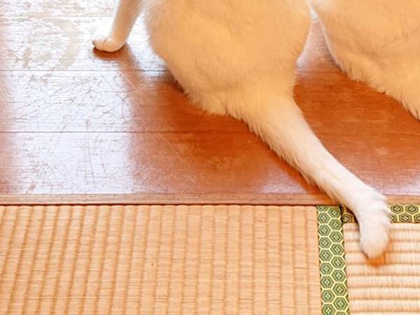 窓から外をのぞく白猫　隣は…鏡に映った姿？