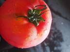 トマト嫌いも振り向く！　炊飯器に放り込むだけの丸ごとトマトチャーハン