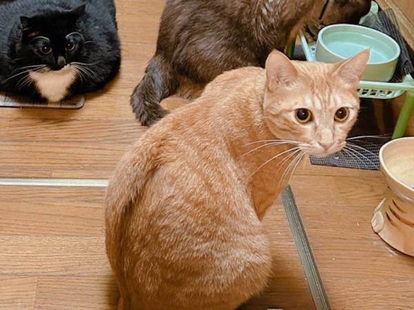 ２０万人がギョッとした猫がコチラ　飼い主すらも「やはり分からない」